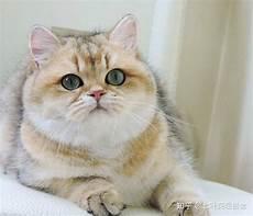 金渐层猫卖掉多少钱