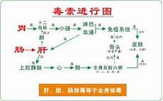 人体五脏六腑的位置立体图
