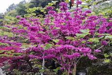 紫荆花图片画法