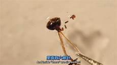 蚊子嘴巴结构图
