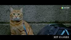 流浪猫鲍勃感触