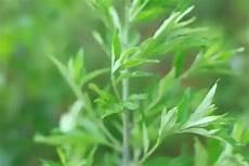 艾草种植时间和方法